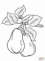Pears Peras Colorare Frutas Pear Pera Drawings Disegni Birne Ausmalbilder Bordados Pere Supercoloring Riscos sketch template