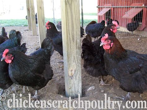 Chicken Scratch Poultry French Black Copper Marans Or