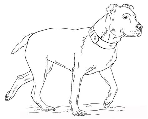 pitbull coloring pages animals dog coloring page puppy coloring