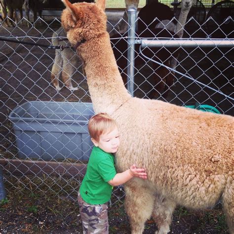 toddler hugging alpaca animals alpaca toddler