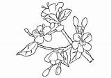 Blossom Cherry Coloring Pages Tree Japanese Drawing Printable Branch Chinese Flower Easy Apple Getdrawings Template Luxury Getcolorings Color Print Library sketch template
