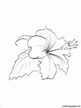 Hibiscus Line Flower Drawing Getdrawings Flowers Coloring Pages sketch template