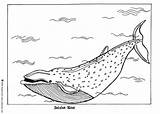 Whale Coloring Blue Pages Color Hellokids Print Sheet Online Drawing Big Designlooter Animals sketch template