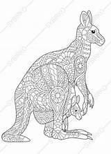 Australian Kangaroo Coloring Animals Animal Pages Adult Wallaby Aboriginal Zentangle Adults Choose Board sketch template