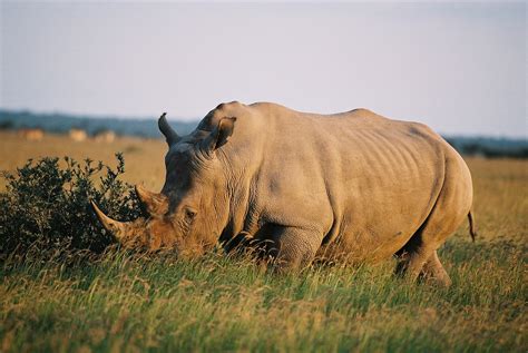 khama rhino sanctuary safaris tours budget packages  khama rhino