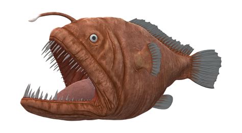 angler fish isolated   transparent background  png