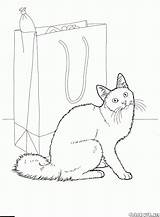 Gatto Angora Gato Katzen Coon Maine Britisch Kurzhaar Kot Colorkid Gatos Dibujo Siamese Malvorlagen Koty Gatti Siames Shorthair Kolorowanki Bombay sketch template