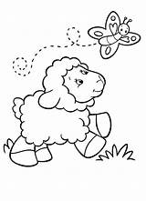 Coloring Sheep Baby Butterfly Pages Lamb Following Template Sketch Kids sketch template