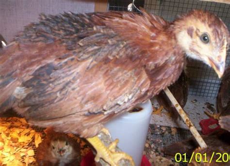 can anyone tell sex on rhode island red chicks pics added