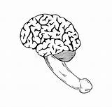 Penis Human Pene Gehirn Brein Anatomy Cervello Brain Umano Laat Lullen Menschliches Organ Reproduction sketch template