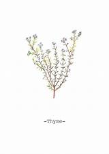 Thyme Tattoo Botanical Drawing Illustration Google Floral sketch template