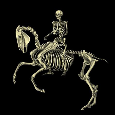 skeleton rider colored  escykane  deviantart animal skeletons