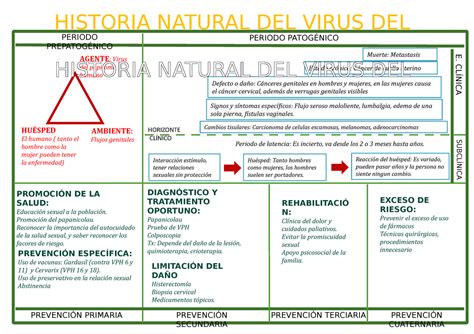 historia natural virus papiloma humano papilomavirus virus del porn
