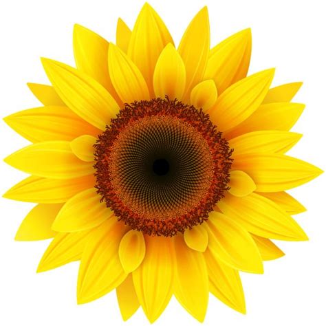 sunflower png clipart picture clipart pinterest pictures