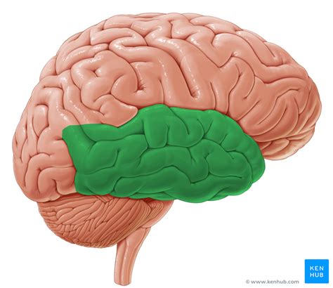 Brain Lobes Anatomy Landmarks And Functions Kenhub