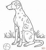 Coloring Dalmatian Dog Pages Dogs Color Printable Supercoloring Super Designlooter Animals Version Click sketch template