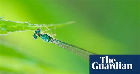 Dragonflies And Damselflies Your Green Shoots Photographs