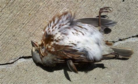 Reductress How To Repurpose A Dead Bird You Found