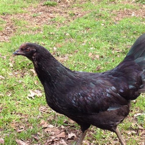 Black Sumatra Chicken Chicken Breeds Game Fowl Chicken House