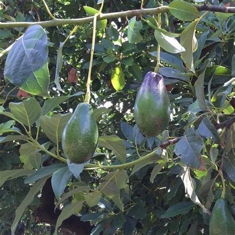 avocado mexicola grande pb greenleaf nurseries