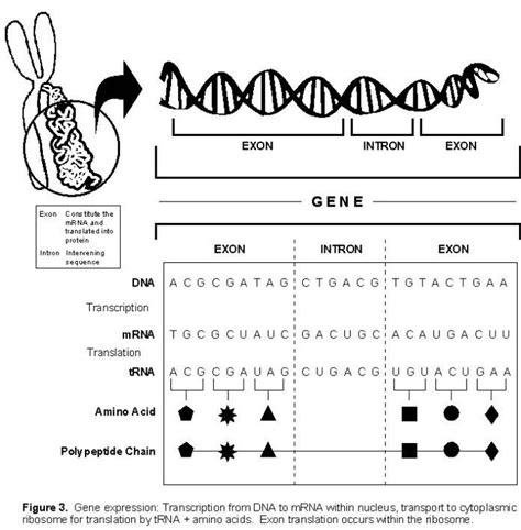 biology worksheet teaching science biology lessons