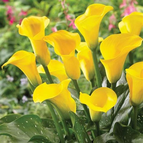 Lily Flower Wholesale Price And Mandi Rate For Lilium Flower In India