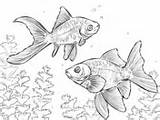 Comet Coloring Pages Kinguio Goldfishes Drawing Fish Color Sketch Printable Template Drawings sketch template