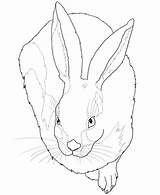 Albrecht Coloring Durer Hare Pages Rabbit Young Jack Drawing Ausmalen Feldhase Colouring Ausmalbild Jackrabbit Dürer Sheets Supercoloring Kids Printable Duerer sketch template