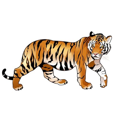 tiger images  vectors stock  psd