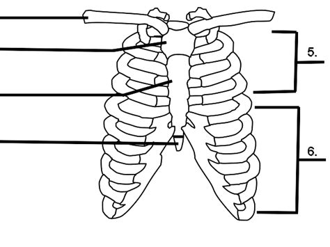 blank rib cage quiz clip art  clkercom vector clip art