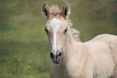 adorable pictures  foals youll love