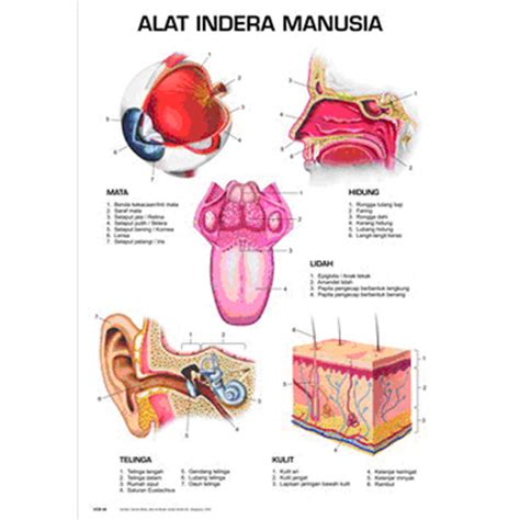 Anatomi Sistem Panca Indera