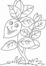 Basil Coloring Plant Drawing Pages Drawings Kids Paintingvalley sketch template