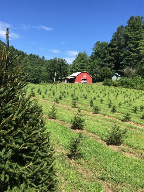 starting  christmas tree farm  henderson county extension marketing