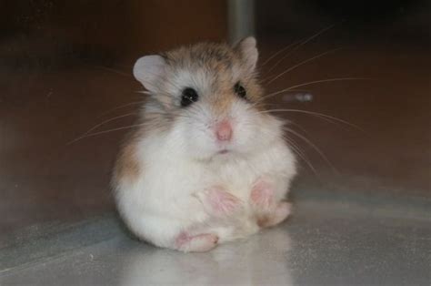 A Complete Guide To Roborovski Hamsters