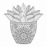 Succulent Verbnow Succulents Zentangle Decorative sketch template