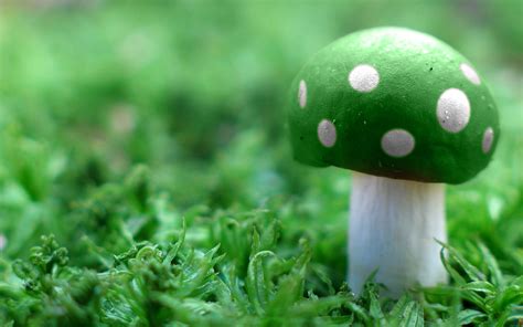 green mushroom green wallpaper  fanpop