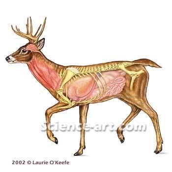images  deer anatomy  pinterest