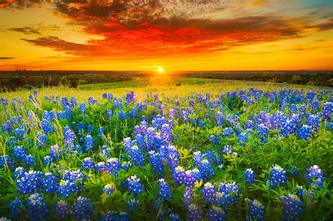 texas bluebonnet wildflower seeds lupinus texensis