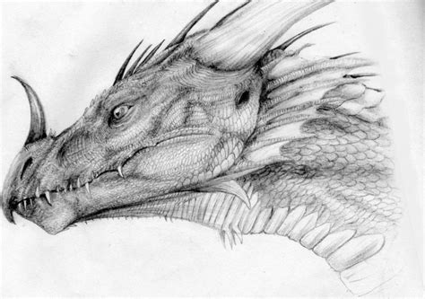 drawing realistic dragon head clip art library