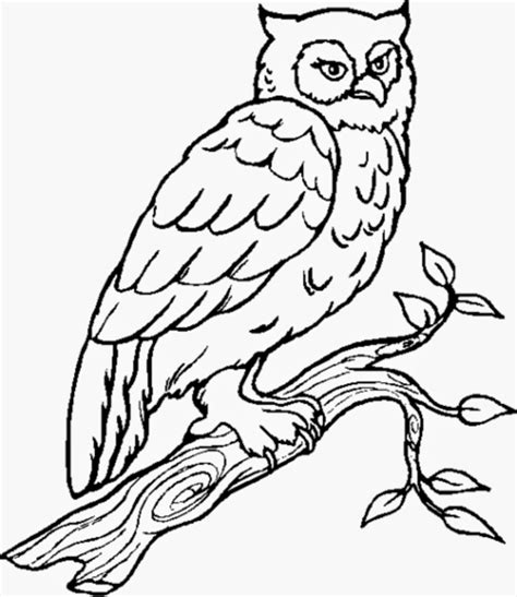 owl coloring pages   owl