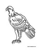 Eagle Standing Colormegood Birds Animals sketch template