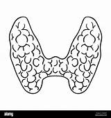 Thyroid Gland Organs sketch template