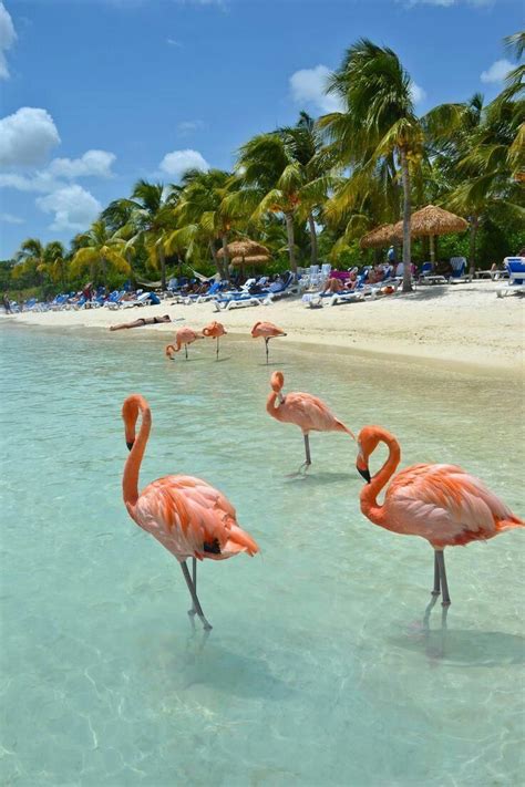 beaches    mingle  wildlife flamingo beach beautiful beaches places  travel