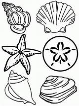 Coloring Pages Seashells Shells Printable Clipart Seashell Library Kids Adults sketch template