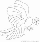Coloring Macaw Parrot Animals Designlooter 630px 86kb Getdrawings sketch template