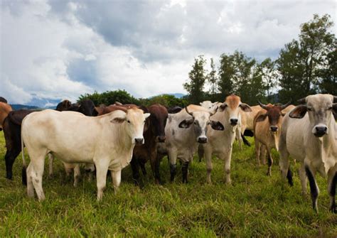 Brazil Announces That Its Beef Will Be Exported To America Modern Farmer