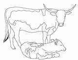 Cows Mucche Colorare Disegno sketch template