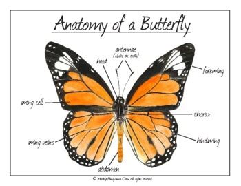 butterfly anatomy  student sheet  honeycomb cabin tpt