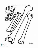 Skeleton Skelett sketch template